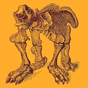 Extinction: Megatherium, Cenozoic Mammal