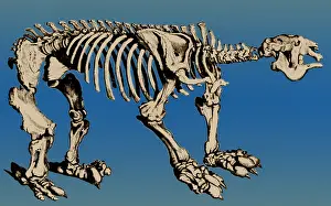 Extinction: Megatherium, Extinct Ground Sloth