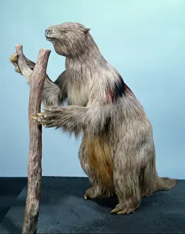 Sloth: Megatherium, giant ground sloth