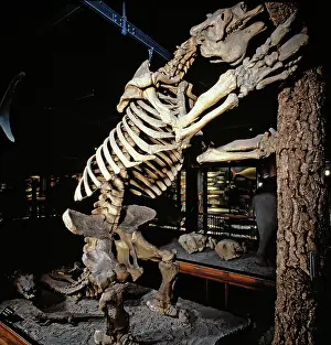 Sloth: Megatherium, giant ground sloth