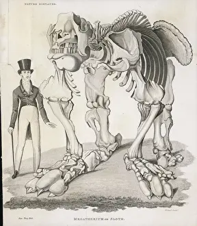 Couldn: MEGATHERIUM GIANT SLOTH