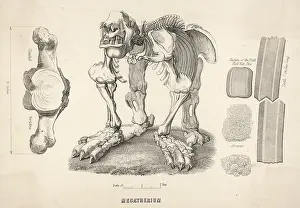 Meant: Megatherium - Giant Sloth