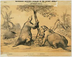 Eutheria: Megatherium and Glyptodon