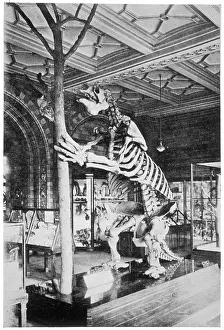 Megatherium: MEGATHERIUM SKELETON