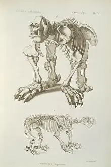 Sloth: Megatherium skeleton