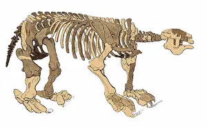 Sloth: Megatherium Skeleton, Illustration