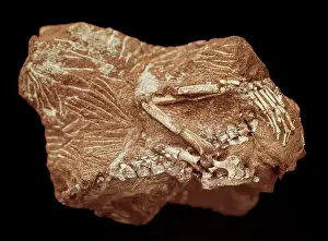Limb: Megazostrodon