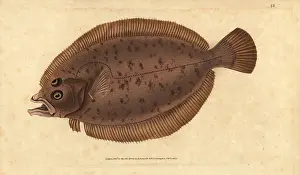 Whiff: Megrim or whiff, Lepidorhombus whiffiagonis