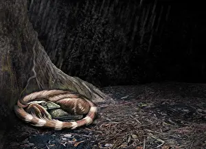 Comfortable: A Mei long curls up beside the roots of a tree to shelter ?