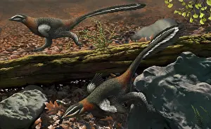 Troodontid: Mei long, the famous troodontid in the sleeping position
