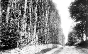 Tayside: Meikleour, Beech Hedge 1900