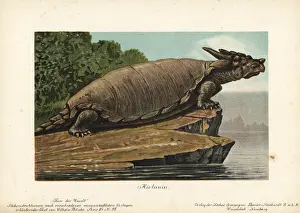 Tiere: Meiolania, extinct genus of cryptodire turtle