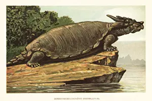 Holocene: Meiolania species, extinct genus of stem-turtle