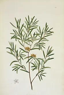 Myrtle: Melaleuca angustifolia