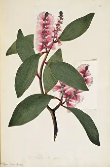 Thea: Melaleuca viridiflora, weeping tea tree