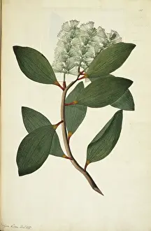 Thea: Melaleuca viridiflora, weeping tea tree