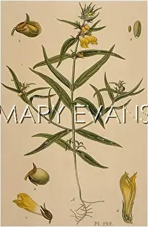 Pratense: MELAMPYRUM PRATENSE