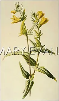 Pratense: MELAMPYRUM PRATENSE
