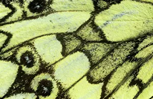 Brush Footed: Melanargia galathea, marbled white butterfly