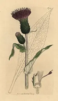 Carduus: Melancholy thistle, Cirsium heterophyllum