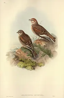Lark: Melancorypha leucoptera, white-winged lark