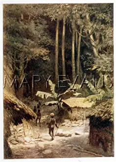 Melanesia: A MELANESIAN FOREST