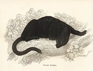 Nigra: Melanistic jaguar, Panthera onca