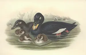 Anseriformes: Melanitta fusca, white-winged scoter