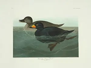 Nigra: Melanitta nigra, black scoter