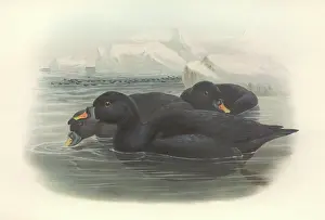 Nigra: Melanitta nigra, black scoter