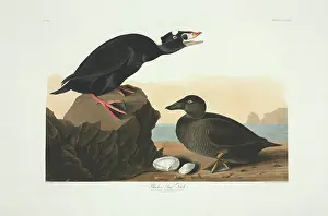 Barred: Melanitta perspicillata, surf scoter