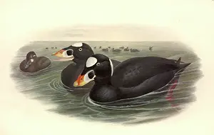 Anseriformes: Melanitta perspicillata, surf scoter