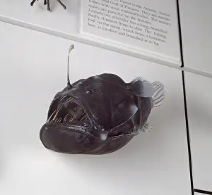 Hump: Melanocoetus johnsoni, deep sea angler