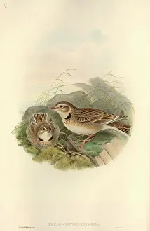 Moorland: Melanocorypha calandra, calandra lark