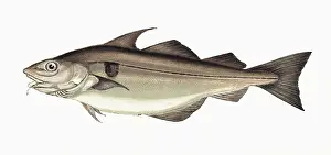 Haddock: Melanogrammus aeglefinus, or Haddock