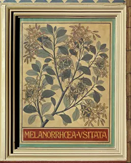 Lacquer: Melanorrhoea usitata, Burmese lacquer tree