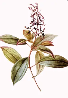 Turpin: Melastoma ciliata