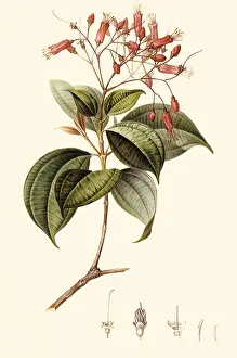 Turpin: Melastoma coccinea