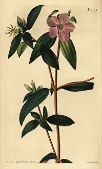 Melastoma: Melastoma osbeckioides
