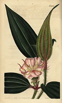 Sanguineum: Melastoma sanguineum