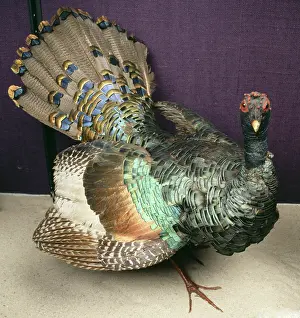 Mimosa: Meleagris ocellata, ocellated turkey