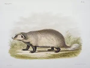 Badger: Meles leptorynchus, Eurasian badger