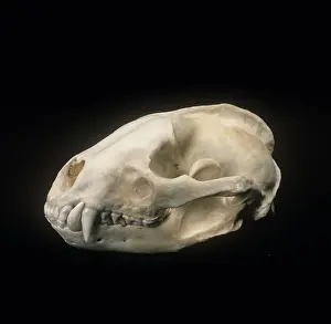 Badger: Meles meles, Eurasian badger