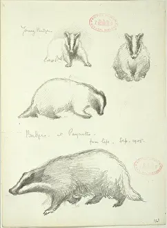 Badger: Meles meles, Eurasian badger