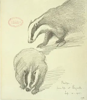 Badger: Meles meles, Eurasian badger