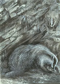 Badger: Meles meles, Eurasian badger