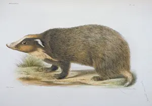 Mustelid: Meles obseurus, badger