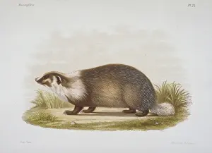 Badger: Meles sp. badger