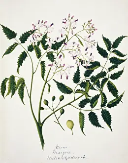 Indica: Melia azadirack, neem