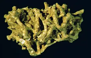 Sponge: Meliceritites semiclausa, bryozoan
